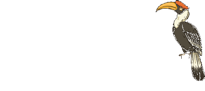 Hornbill
